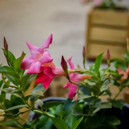 Apartamento Casa Piedra Picuda 1 *